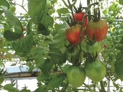 2016年最酷的100項(xiàng)科技創(chuàng)新 內(nèi)陸水產(chǎn)養(yǎng)殖銷售領(lǐng)域的中國企業(yè)力量