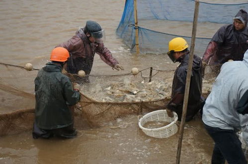 珠海金灣區(qū)黃鰭鯛滯銷問題緩解，內(nèi)陸水產(chǎn)養(yǎng)殖銷售助力市場(chǎng)回暖