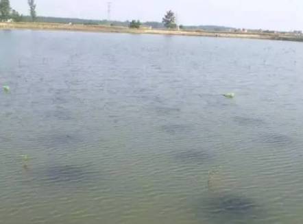 內(nèi)陸水產(chǎn)養(yǎng)殖新手指南 水質(zhì)鑒別與銷售策略