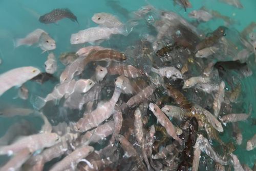 技術(shù)驅(qū)動(dòng)未來(lái) 海璟水產(chǎn)以創(chuàng)新引領(lǐng)內(nèi)陸可持續(xù)水產(chǎn)養(yǎng)殖新潮流